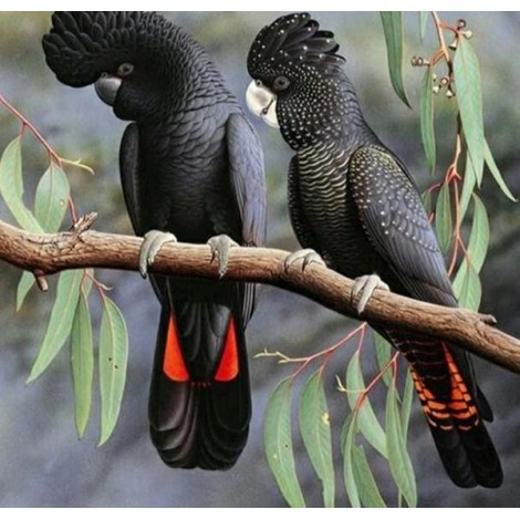 Red Tailed Black Cockatoo Pet