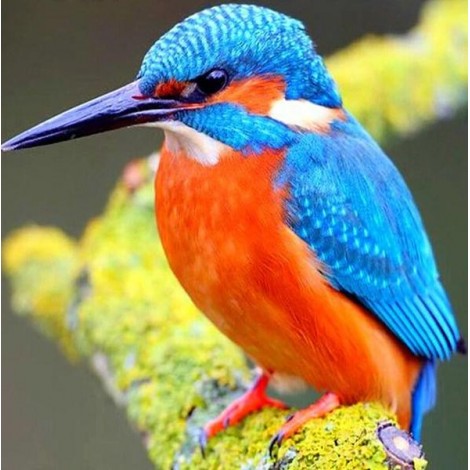 Kingfisher Diamond Painting