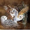 Owl Breeds - Diamond Painting