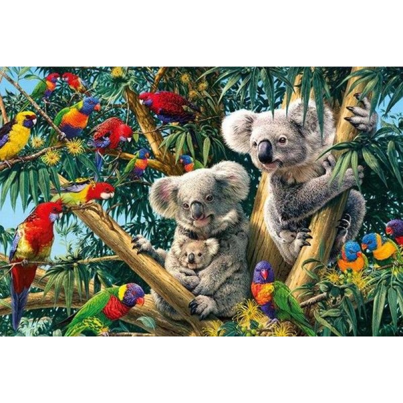 Birds & Koalas o...