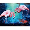 Flamingos Pair in Water