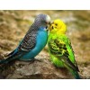 Australian Parrots Diamond Painting