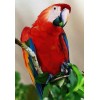 Red Parrot Diamond Painting Kit