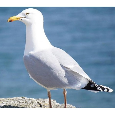 Albatross Diamond Painting