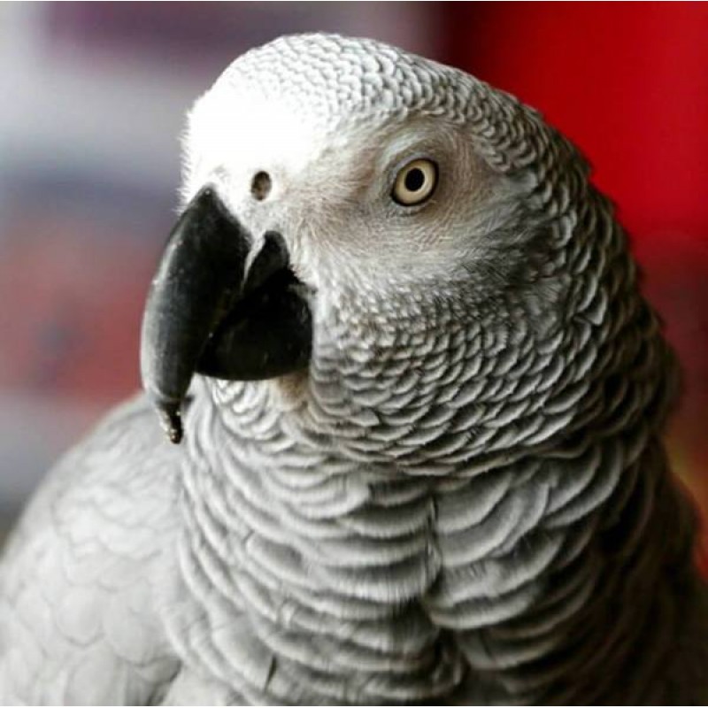 Grey Parrot Diamond ...