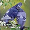 Pigeon Diamond painting Kit