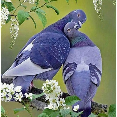 Pigeon Diamond painting Kit