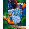 Colorful Dove Painting Kit