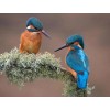 Sweet Kingfisher Pair