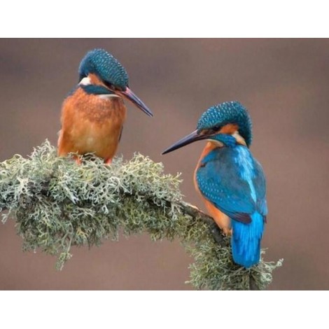Sweet Kingfisher Pair
