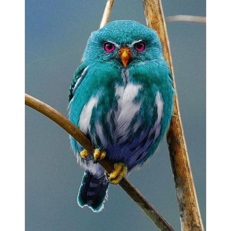 Blue Owl of Madagascar