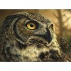Owl Beauty Diamond Painting