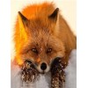 Sad Fox - Paint by Diamonds