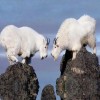 White Mountain Goats