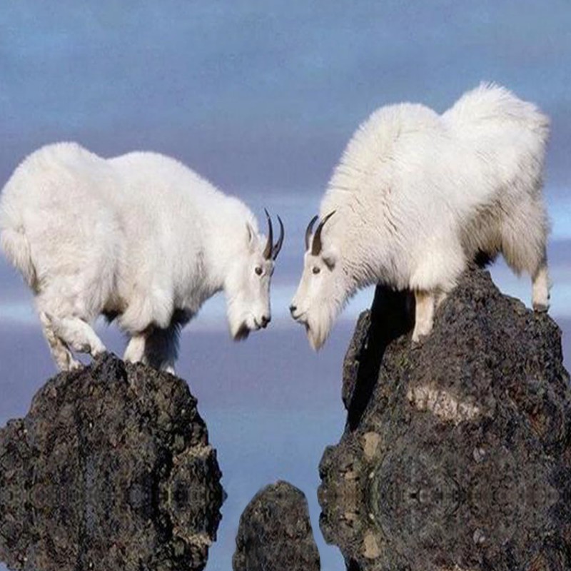 White Mountain Goats