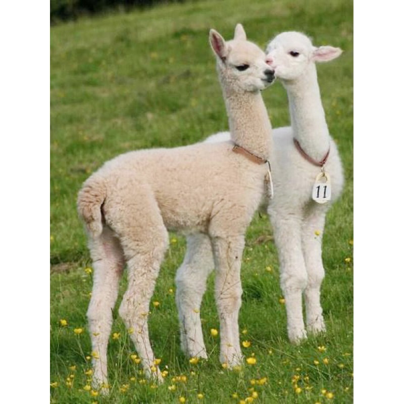 Cute Baby Llamas - P...
